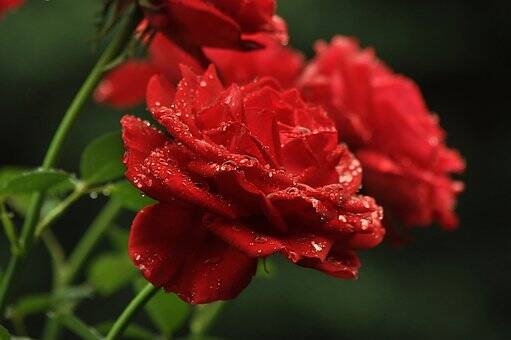 Red rose