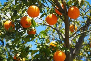 How to Grow a Citrus Tree like a Genius