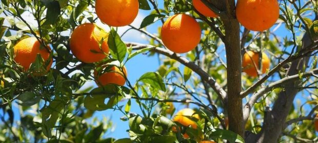 Oranges hanging from the branches of an orange tree