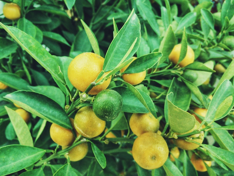 More yellow, but more oranges on a branch of a tree