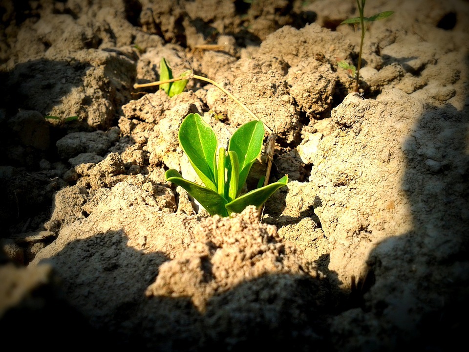 Citrus sapling starting to sprout