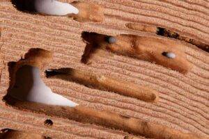 How Termites Choose Their Next Meal: A Deep Dive Into Structural Feasting