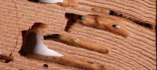 Image of termite damage