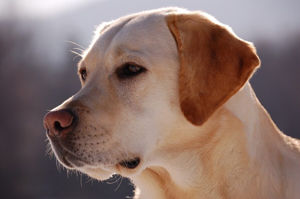 A dog pondering something