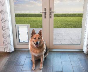 Pet Doors: The Most Important Considerations
