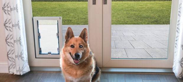 A dog sitting by a door