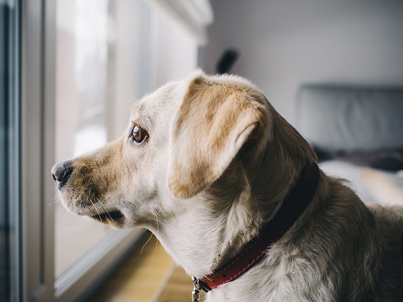 A dog staring out a window.