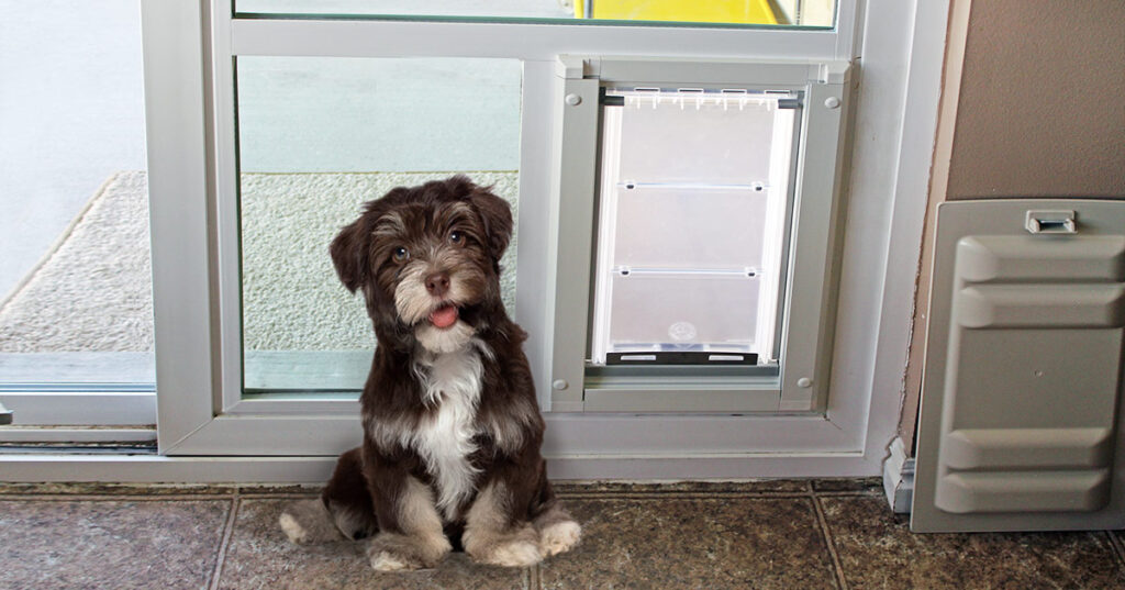 A small dog by a dog door