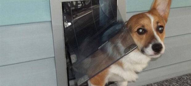 Dog in a doorway