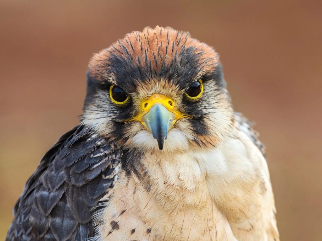 Image of a large falcon