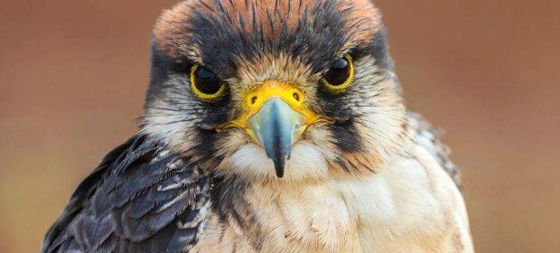 The face of a large falcon