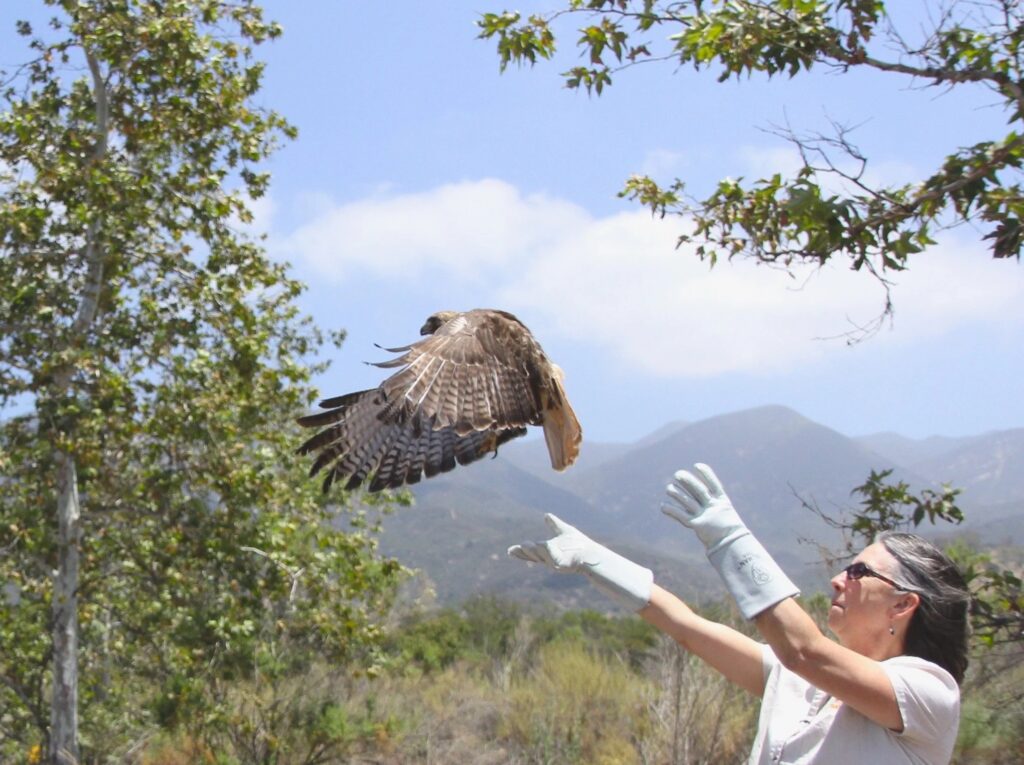 A large bird at Ojai Raptor Center