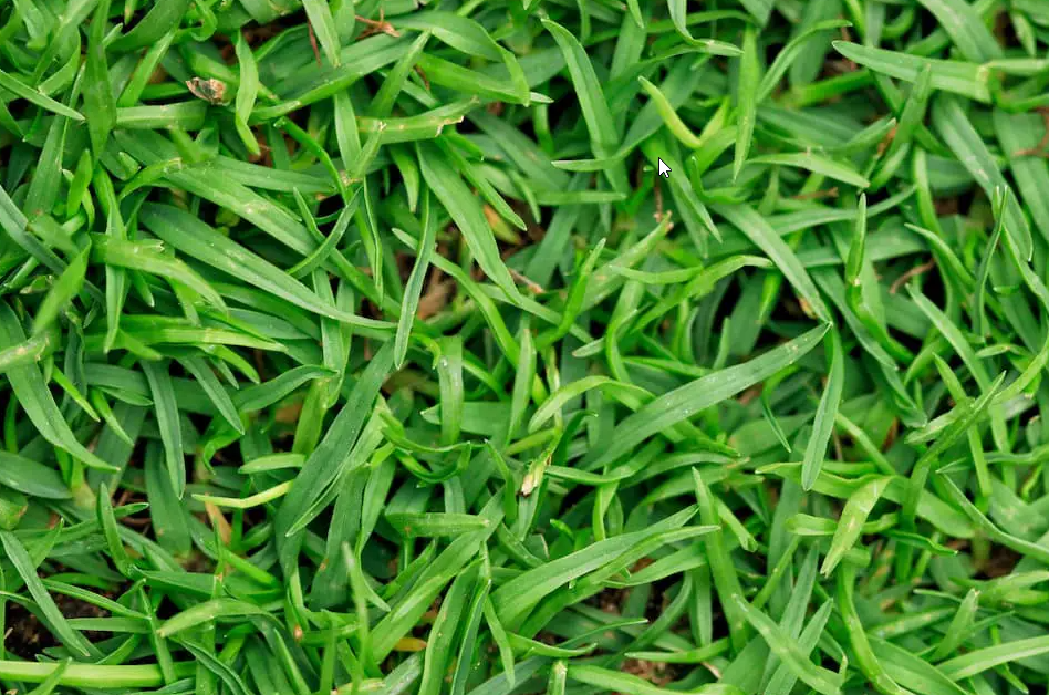 Bermuda Grass close up