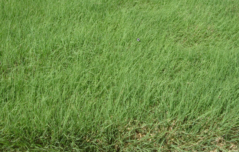Buffalo grass close up