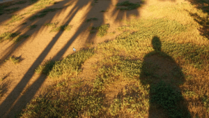 The Best Grass Types for Southern California Lawns in 2025 (That Actually Survive Heat, Drought, and Water Restrictions)