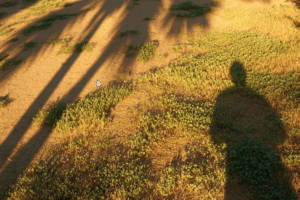 The Best Grass Types for Southern California Lawns in 2025 (That Actually Survive Heat, Drought, and Water Restrictions)