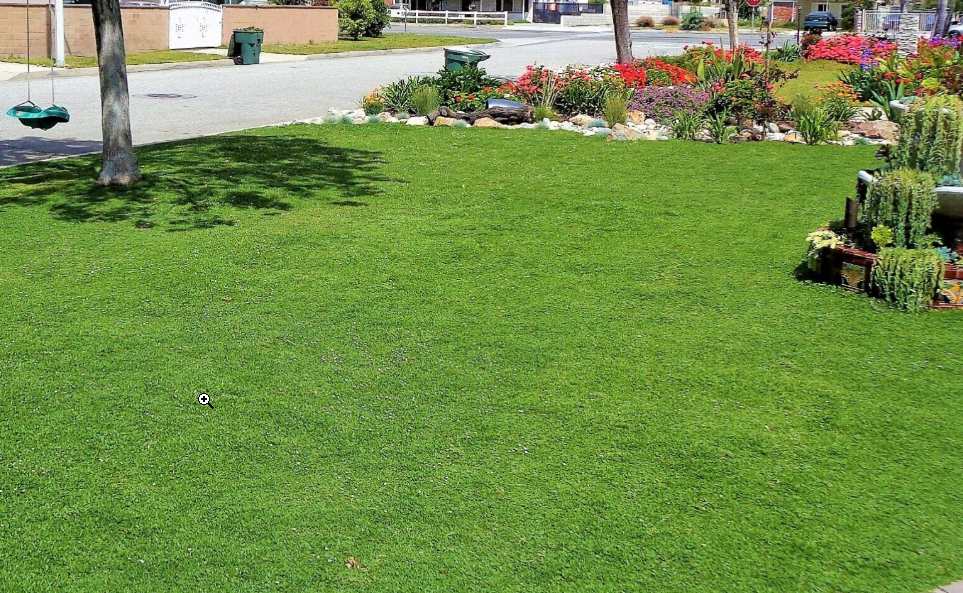 Kurupia plants in front yard