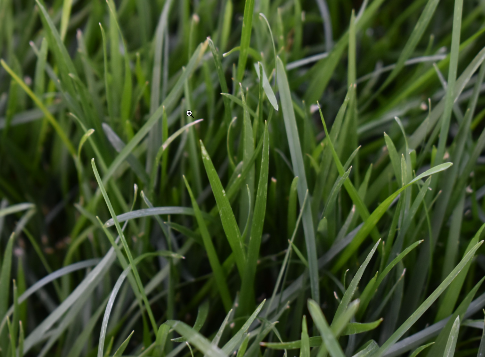 Marathon Grass close up