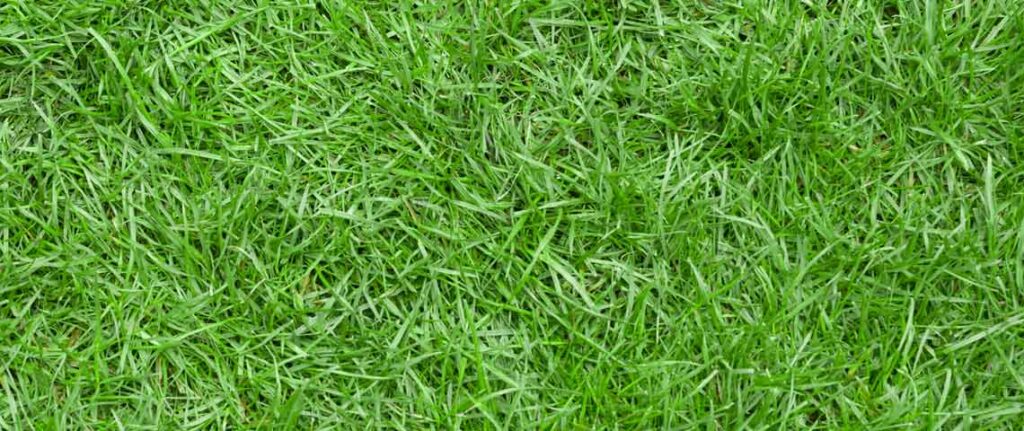 Zoysia Grass close up