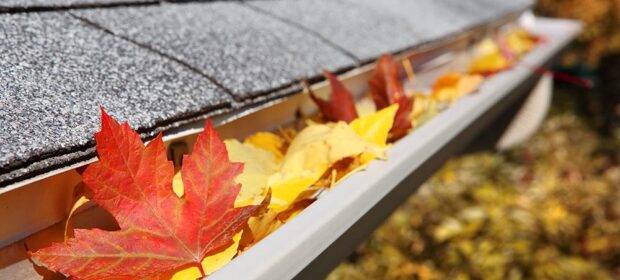 A rain gutter full of leaves