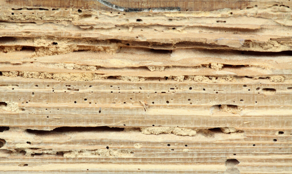 termite damage